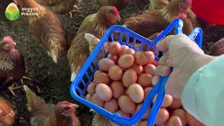 ¿Cuántos huevos producen 100 gallinas al día [upl. by Rehpinej]