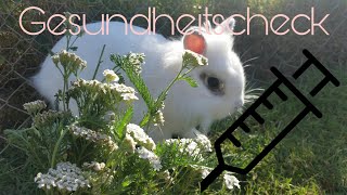 Kaninchen Gesundheitscheck 🤒🐇Vanessascoloredlife [upl. by Korman]