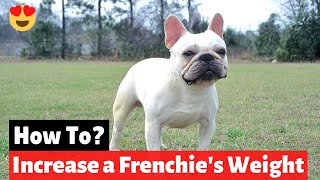 How to Make French Bulldog Gain Weight [upl. by Hinch]