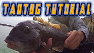 TAUTOG FISHING Tutorial for BEGINNERS TIPS TRICKS TECHNIQUES HOW TO [upl. by Pederson]