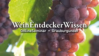 🍇Grauburgunder🍇– WeinEntdeckerWissen OnlineSeminar [upl. by Raeann653]