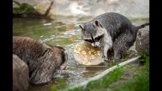 Ijsjes voor de dieren van Planckendael [upl. by Iretak]