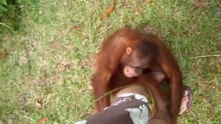 Orangutan Attack [upl. by Andie]