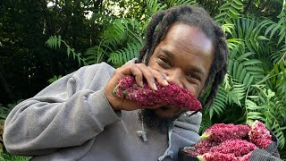 THIS HAS TO BE THE LARGEST SUMAC BUD EVER [upl. by Kiryt]