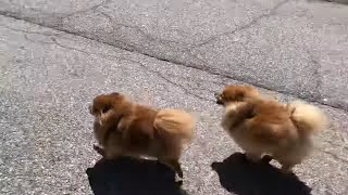 cuteness overload pomeranians funny morning runs fast [upl. by Gustav]