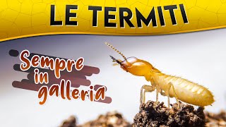 Le Termiti sempre in galleria ► Puntata 67 [upl. by Milla]