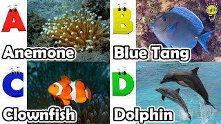 Sea Animals ABC Song  Alphabet Song for Kids  Phonics for Kids  Alphabet Letters [upl. by Amhser]