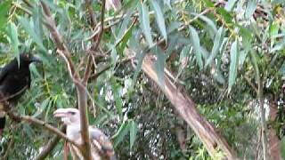 Channel Billed Cuckoo [upl. by Crista]