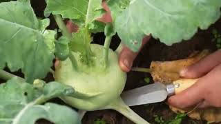 KOHLRABI GARDEN farming vegetables harvesting shortvideo [upl. by Ibbison]