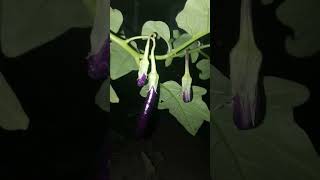 Aubergine Nightshade Family eggplant aubergines nightshade plants night [upl. by Nnylsaj219]