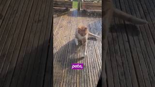 Señales para reconocer si tú gato está sintiendo dolor [upl. by Haywood236]