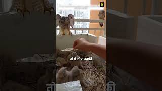 A Gentle Man Helps a Mommy Kestrel and Her Little Babies Stay Safe shorts nest [upl. by Ettenhoj]