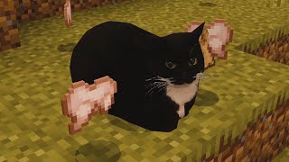 Addon de MAXWELL THE CAT para Minecraft PE [upl. by Leandro732]