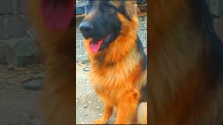 Like and share this short germanshepherd cuteanimals dog cute duet funny viralshorts [upl. by Vig13]