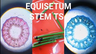 BSC BOTANY PRACTICAL EQUISETUM STEM TS botanypractical college science [upl. by Wayne]