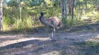 Crazy Emu Dance [upl. by Kcirrad]