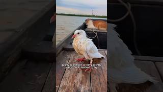 a white dove that has fallen into the water shortsvideo animals cute [upl. by Delphine]