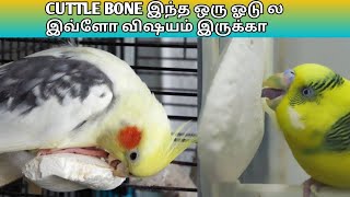 Cuttle bone best calcium supplement for budgiescockatiellovebirds and etc for egg laying in tamil [upl. by Harland528]