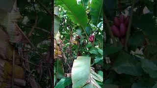 Pink Fruiting Banana [upl. by Rafiq]