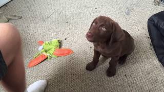 Must watch Cute excited chocolate lab puppy [upl. by Jesus]