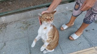 Ring tailed orange cat is incredibly cute and loving [upl. by Niac]