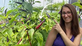 Growing a Years Worth of Peppers  Freeze Drying Spicy Chili [upl. by Charmain103]