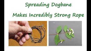 Spreading Dogbane  Makes Incredibly Strong Rope [upl. by Jonati]