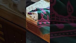 నాకు fever ఒచ్చింది ఫ్రెండ్స్ 🥵 dog doglover dogvideos shorts ytshorts pomeranian pets viral [upl. by Nivag]