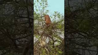 Tiger fight with monkey in babool tree [upl. by Yerrot]