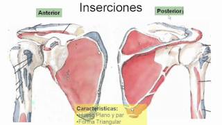 Anatomía Miembro Superior I [upl. by Silver]