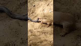 Mongoose defeated huge Black CobraMongoose vs Cobra [upl. by Imray]