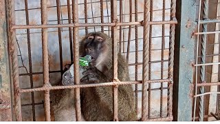 monkey loves Sprite drinklatest documentaryAfricamonkeyviral [upl. by Merril]