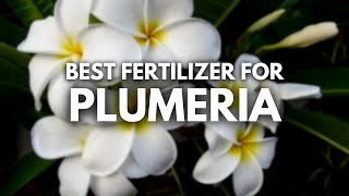 Best Fertilizer For Plumeria  Loads of Aroma and Growth [upl. by Tharp763]