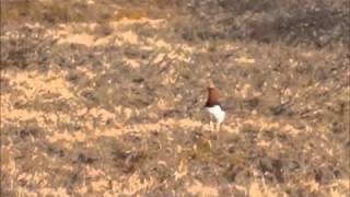 Ptarmigan Sounds in the Arctic [upl. by Eniamert]