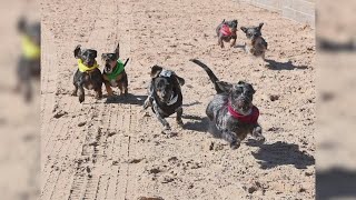 Wiener wiener Wiener dog races to take place at Retama Park Saturday [upl. by Akelahs]