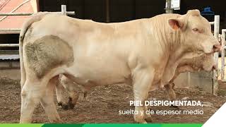 Especies de ganado  Charolais [upl. by Mylander]