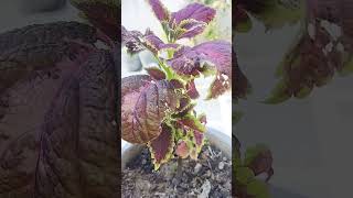 callus plantcoleus plantcoleus plantbahut hi shandar [upl. by Lancelot]