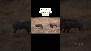 Mr Warthog Fighting For Love warthog kasongo [upl. by Atik]