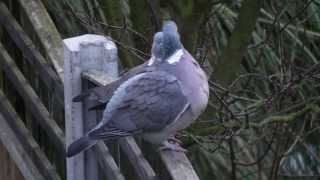 Wood pigeons HD [upl. by Smaj]