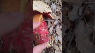 ¿Cómo identificar Boletus satanas [upl. by Eves912]