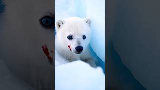 Rescue operation Polar bear cub stuck between two icebergs youtube channel ai nature animals [upl. by Mcgurn57]