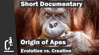 Short documentary Where do the apes come from An Evolutionary quotBig Messquot  Video in English [upl. by Tnecnivleahcim]