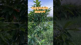 రుద్రాక్ష పండును తినొచ్చా   Elaeocarpus Ganitrus  Edible Rudraksha  9290909559 [upl. by Lhadnek]