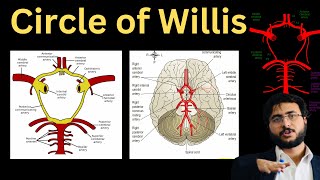 Circle of Willis Explained  Demystifying the Blood Supply of the Brain [upl. by Losiram]