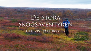 Ensamvandring genom Ultevis Fjällurskog [upl. by Mcilroy961]