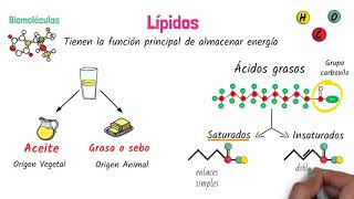 Lípidos Biomoléculas [upl. by Audwen]