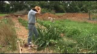 Jenks Farmers Crinum Lilies [upl. by Lemrahc943]