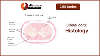 Spinal Cord Histology [upl. by Yusem]