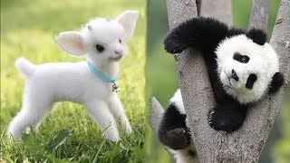 Cute Baby Animals Videos Compilation Funny and Cute Moment of the Animals  Cutest Animals [upl. by Ecnaret]