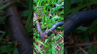 Caecilian Trying To Eat Earthworm 🪱🪱🪱 [upl. by Bashee]